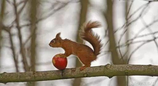 飞鼠的知识,飞鼠科普视频