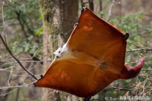 飞鼠的知识,飞鼠科普视频