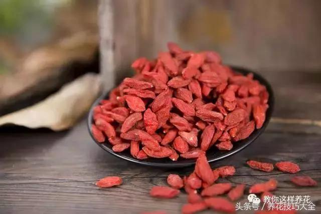 这十种花才是最养生的,家中必种的十种花