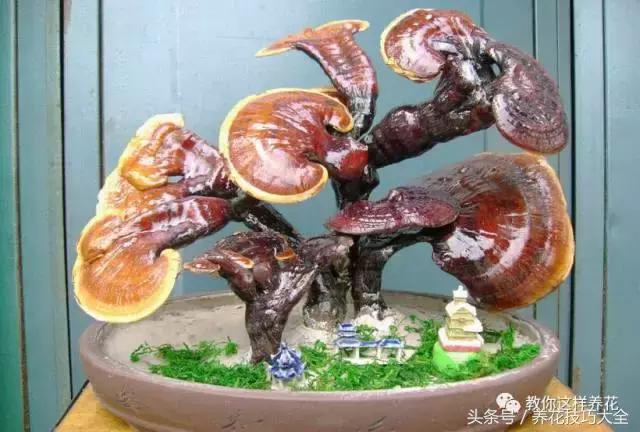 这十种花才是最养生的,家中必种的十种花