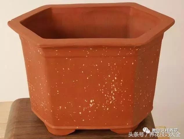 这十种花才是最养生的,家中必种的十种花