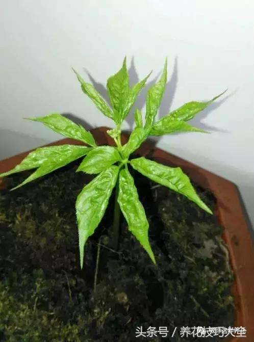 这十种花才是最养生的,家中必种的十种花