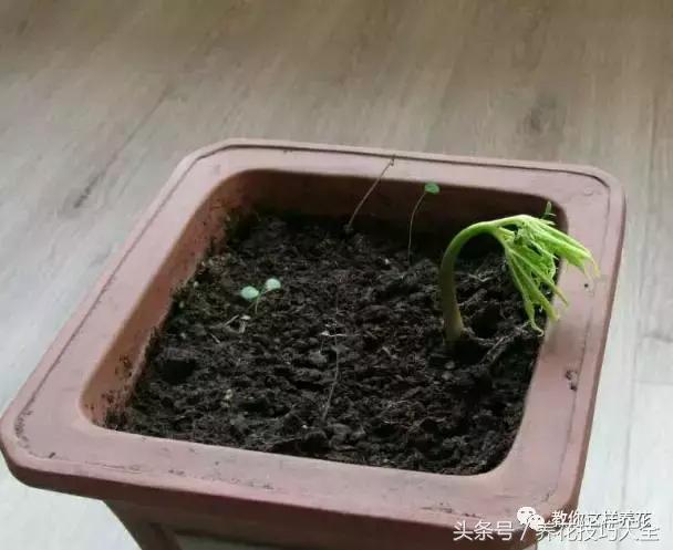 这十种花才是最养生的,家中必种的十种花