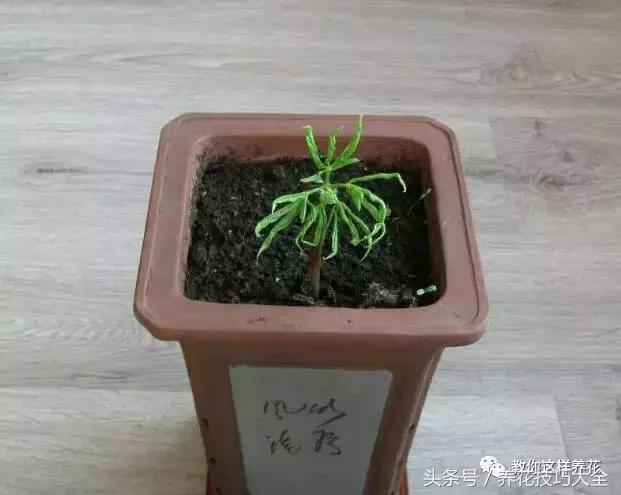 这十种花才是最养生的,家中必种的十种花