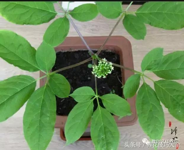 这十种花才是最养生的,家中必种的十种花