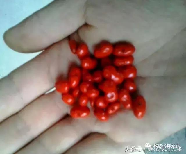 这十种花才是最养生的,家中必种的十种花