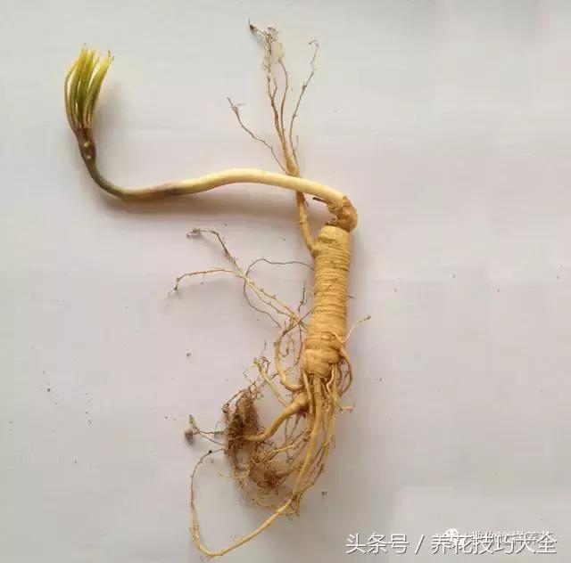 这十种花才是最养生的,家中必种的十种花