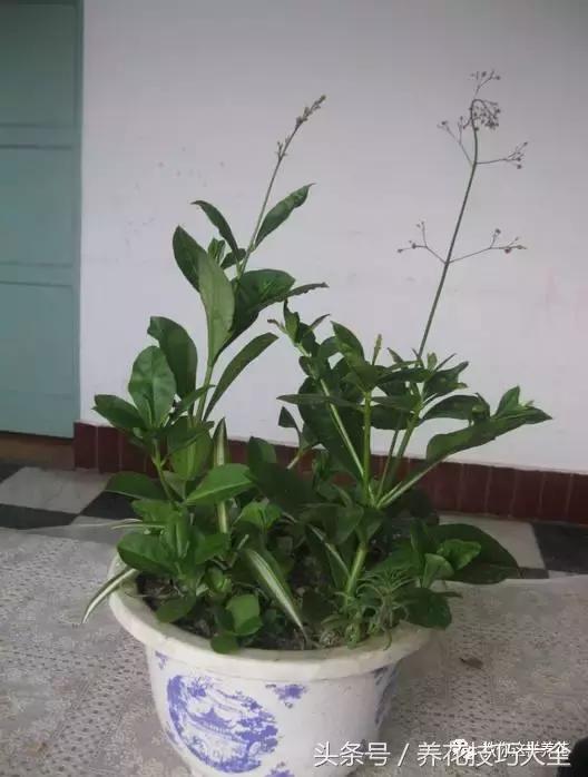 这十种花才是最养生的,家中必种的十种花