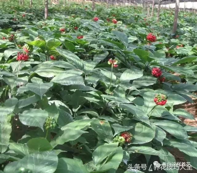 这十种花才是最养生的,家中必种的十种花