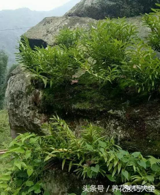 这十种花才是最养生的,家中必种的十种花