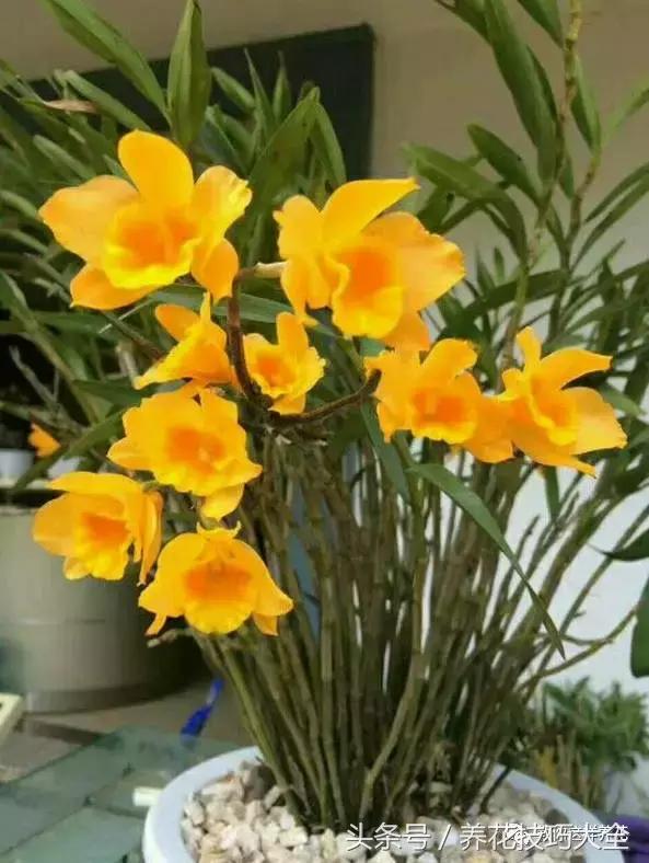 这十种花才是最养生的,家中必种的十种花