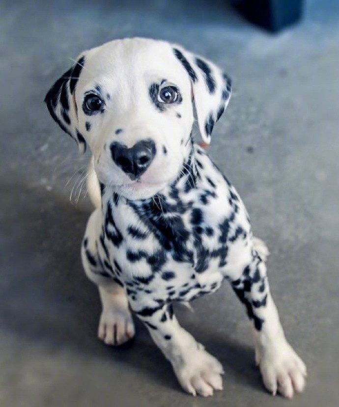 最可爱的斑点狗,体型巨大的斑点狗