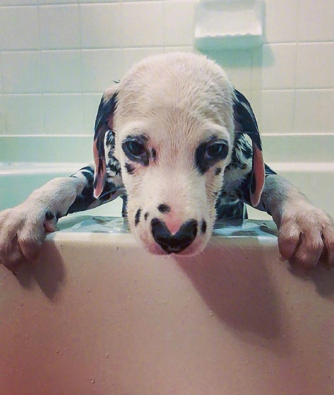 最可爱的斑点狗,体型巨大的斑点狗