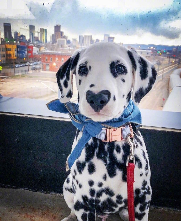 最可爱的斑点狗,体型巨大的斑点狗