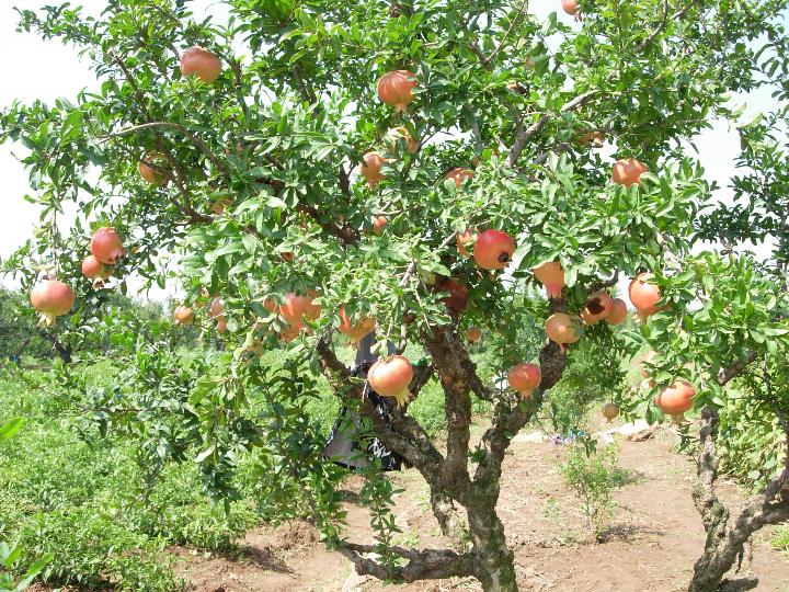 石榴树的养殖方法与注意事项,石榴树挂满石榴