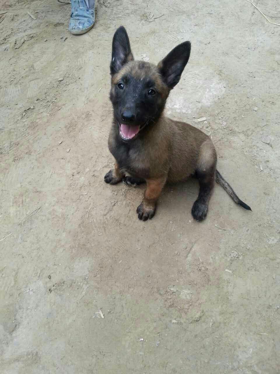 狗狗每天吃一个鸡蛋可以吗,一个月大的狗狗应该吃些什么