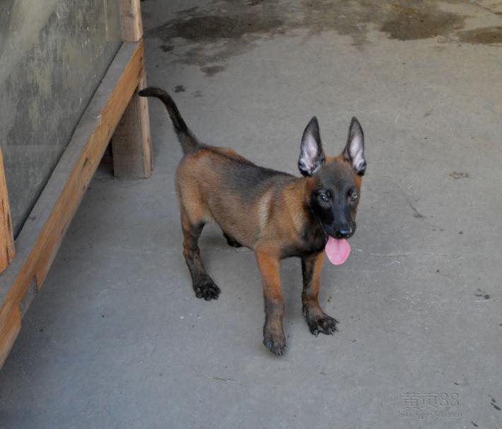 狗狗换牙吗几岁开始换牙,狗狗换牙时吃些什么