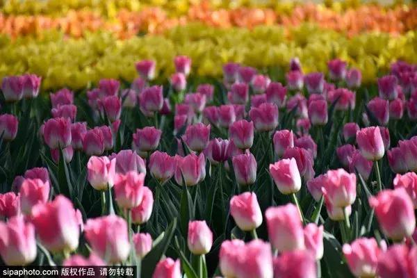 春天赏花北京,美疯了的地方图片