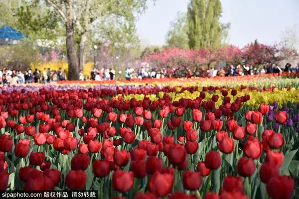春天赏花北京,美疯了的地方图片