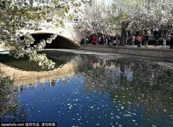 春天赏花北京,美疯了的地方图片