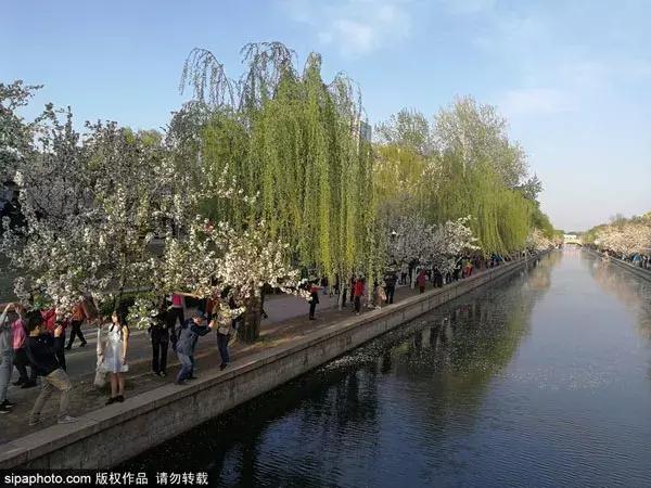 春天赏花北京,美疯了的地方图片