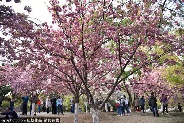 春天赏花北京,美疯了的地方图片