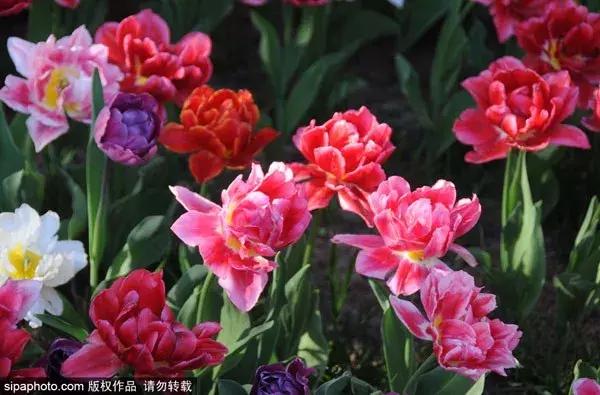 春天赏花北京,美疯了的地方图片