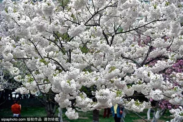 春天赏花北京,美疯了的地方图片