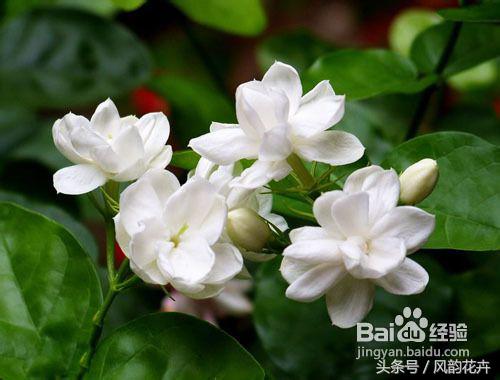 家庭怎么养殖花卉盆栽植物,如何养殖家庭花卉花苗视频