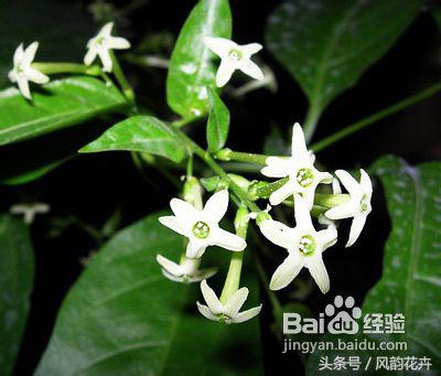 家庭怎么养殖花卉盆栽植物,如何养殖家庭花卉花苗视频