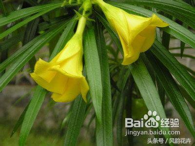 家庭怎么养殖花卉盆栽植物,如何养殖家庭花卉花苗视频