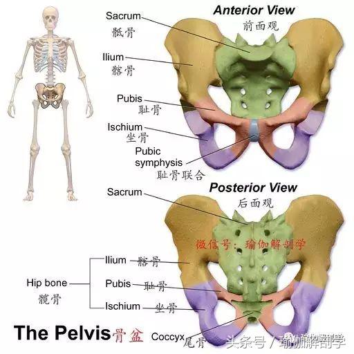 骨盆歪斜导致身体歪斜,骨盆歪斜瑜伽修复