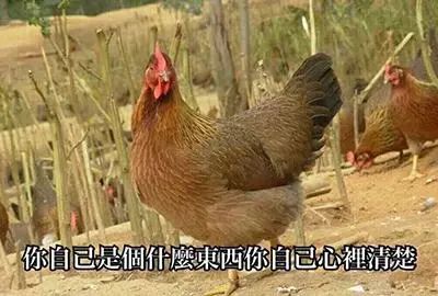 震惊！这群人竟然生吃鸡肉！