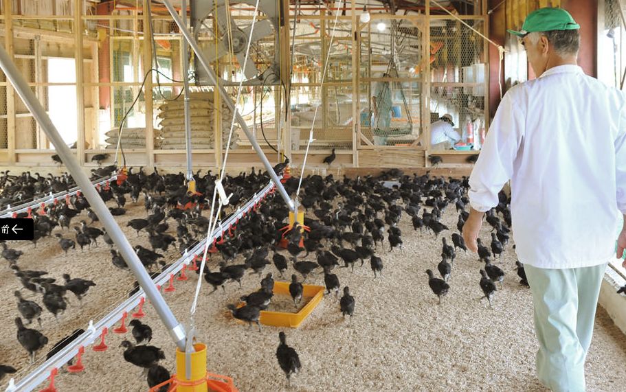 震惊！这群人竟然生吃鸡肉！