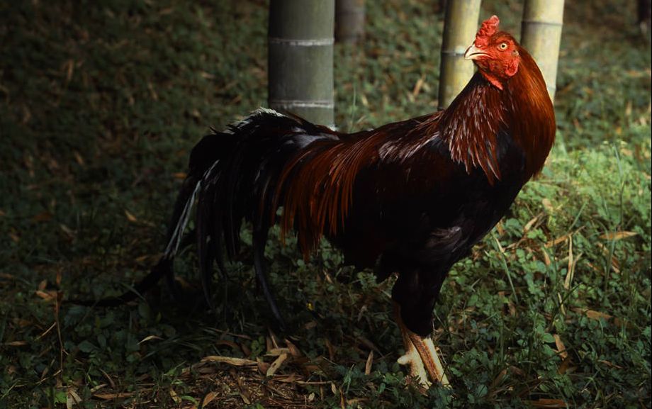 震惊！这群人竟然生吃鸡肉！