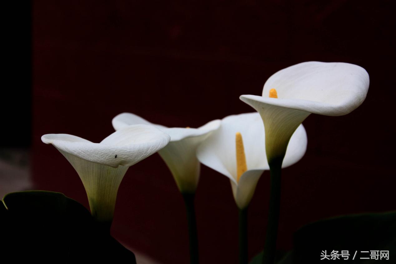 马蹄莲就要这样养，在家也能踏青赏花，你会吗？