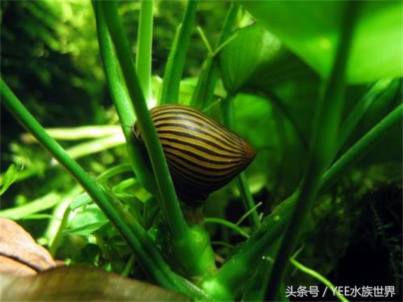 草缸除藻最好的螺,草缸内的螺