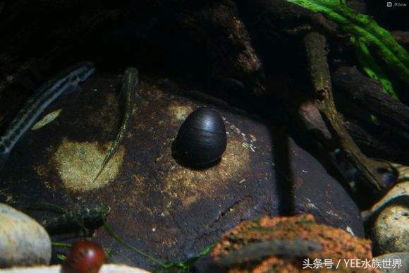 草缸除藻最好的螺,草缸内的螺