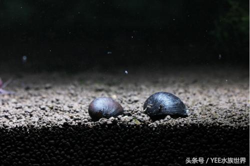 草缸除藻最好的螺,草缸内的螺
