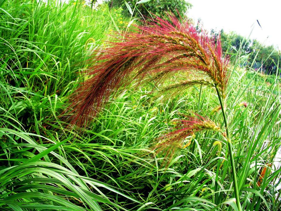 它曾是重要出行工具,可如今越来越少,养它是否还有市场?