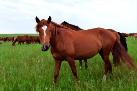 它曾是重要出行工具,可如今越来越少,养它是否还有市场?