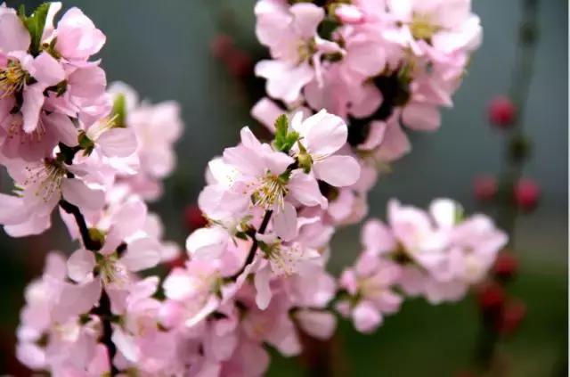 鎴戠殑瀹朵埂纾愮煶浠嬬粛,鎴戠殑瀹朵埂纾愮煶鐭冲拃
