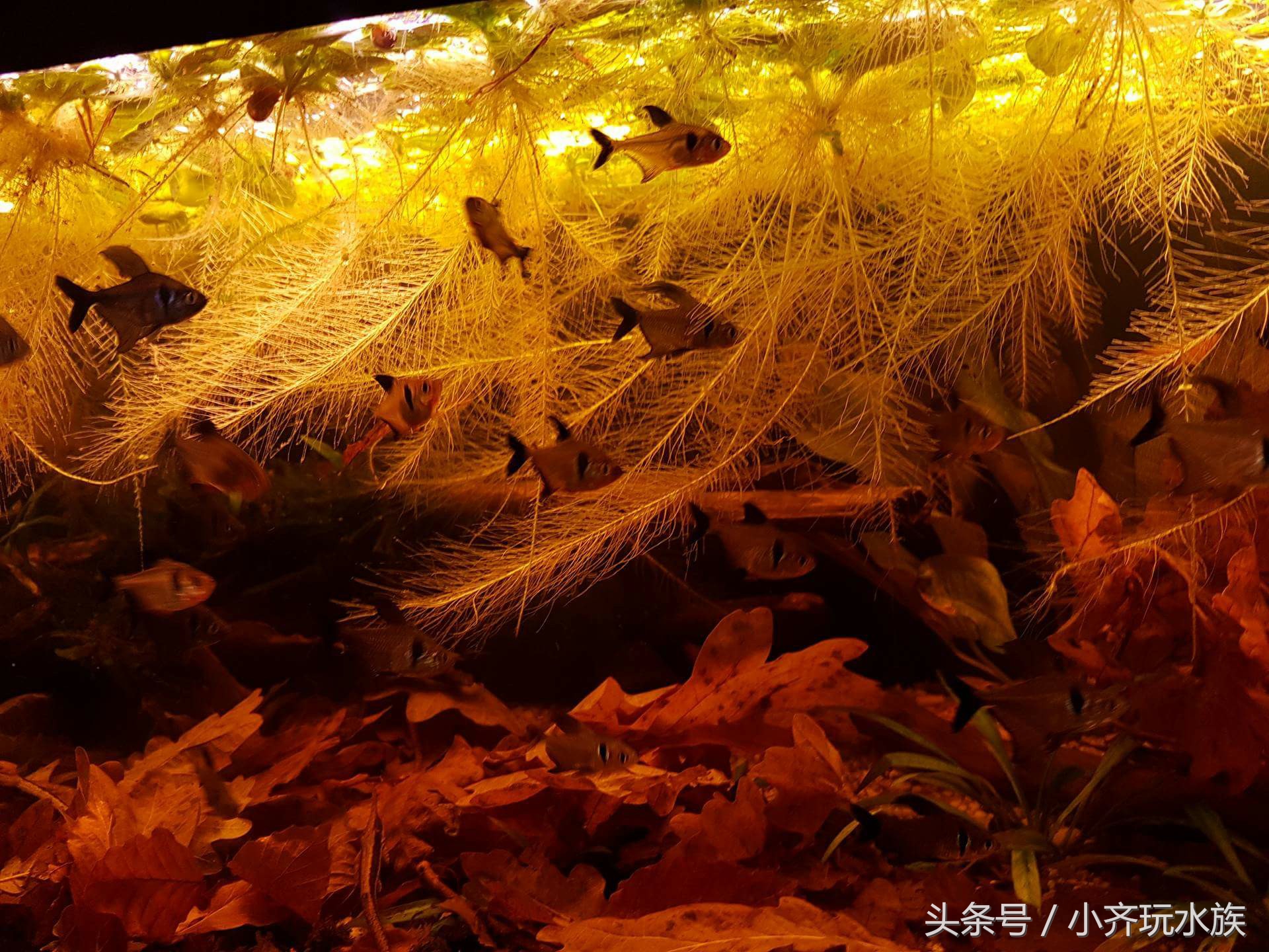 120厘米原生缸开缸教程,简单原生缸开缸新手