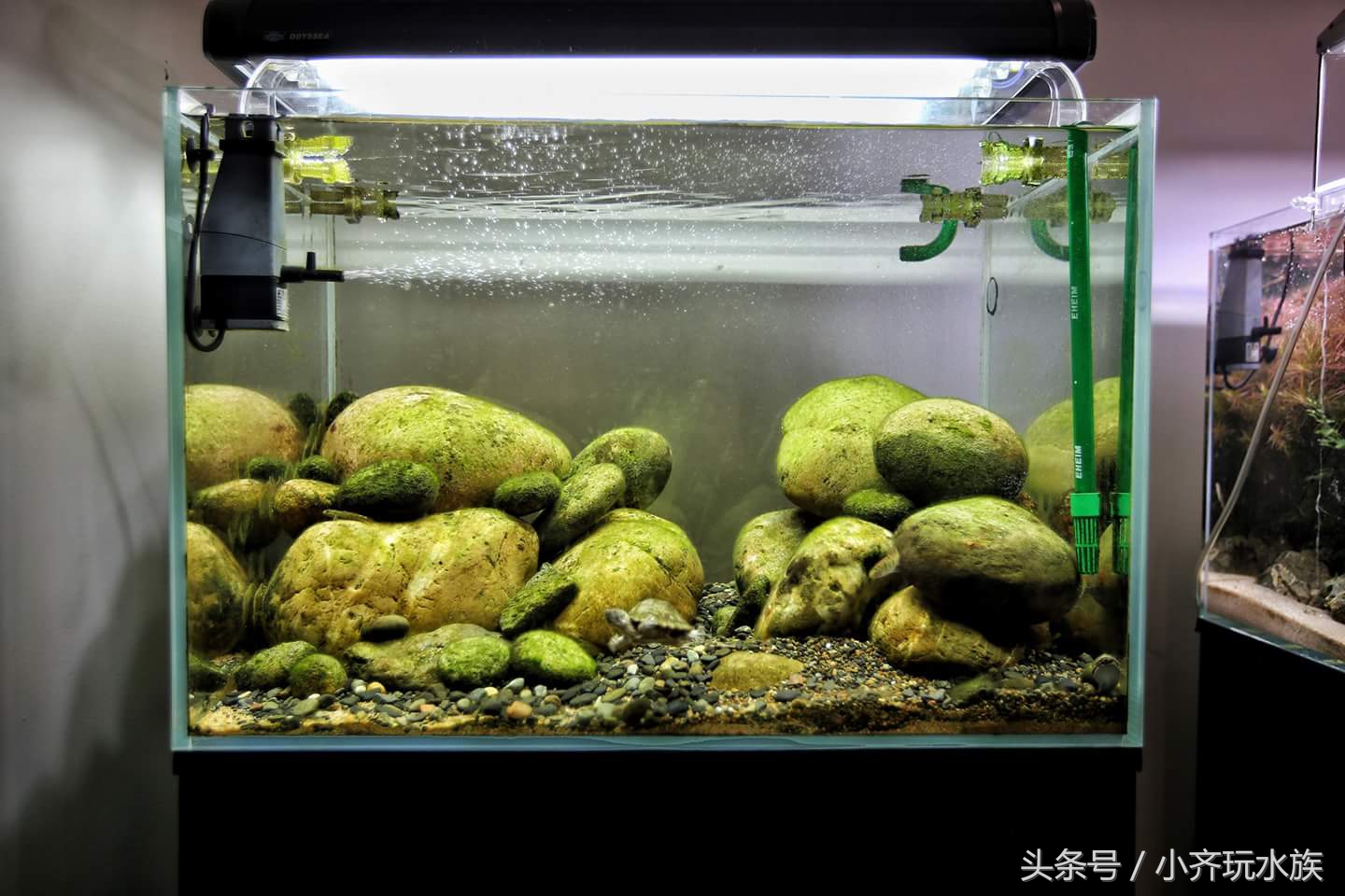 120厘米原生缸开缸教程,简单原生缸开缸新手