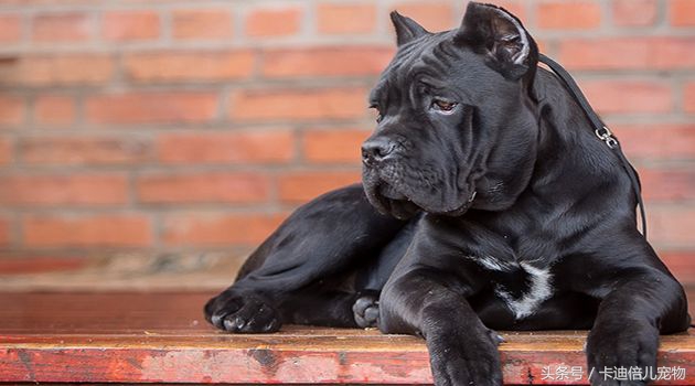 卡斯罗是护卫犬还是獒犬,顶级护卫犬卡斯罗犬