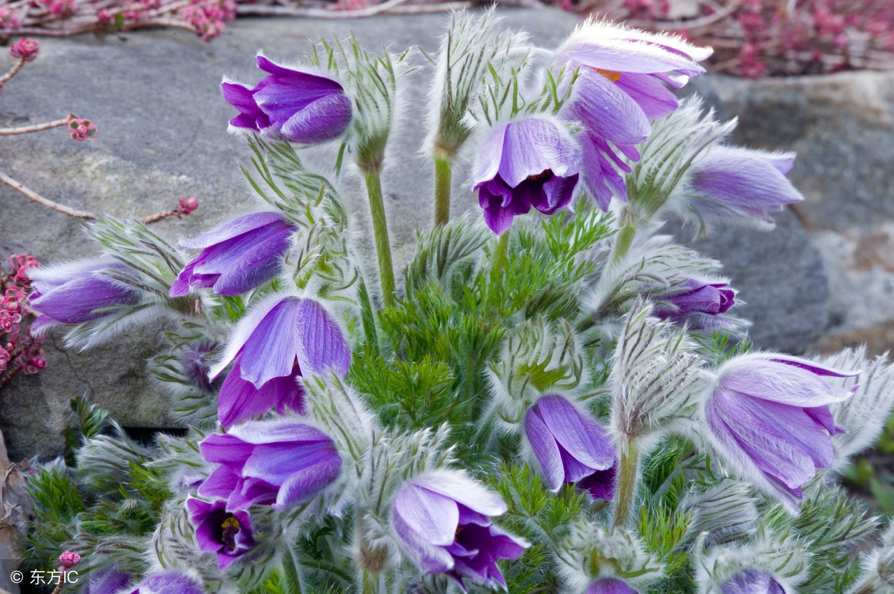 中药宝典：白头翁——好好地老头怎么成了中药名