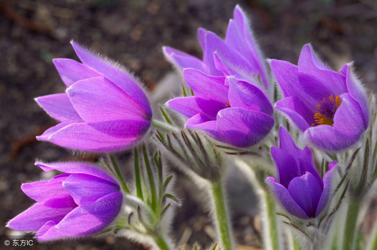 中药宝典：白头翁——好好地老头怎么成了中药名