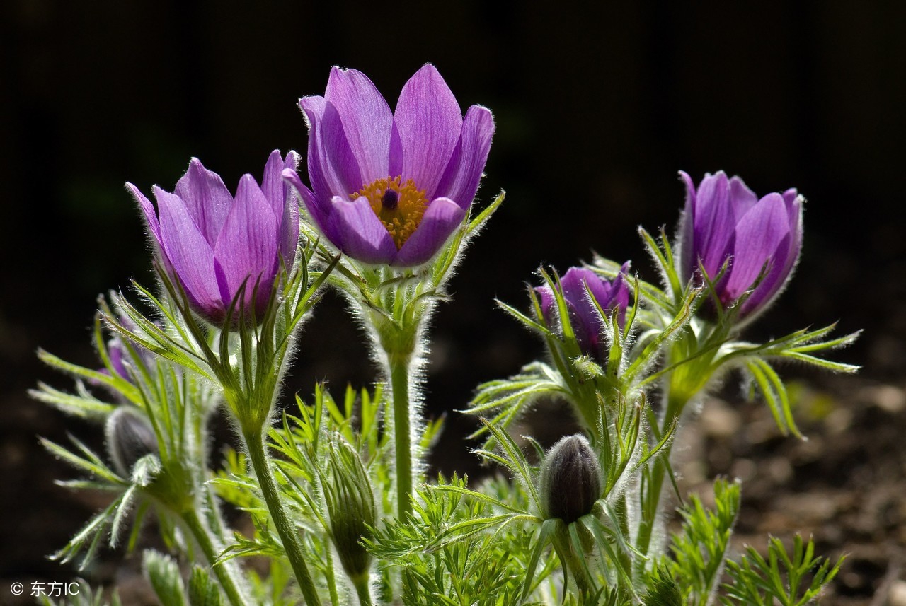 中药宝典：白头翁——好好地老头怎么成了中药名