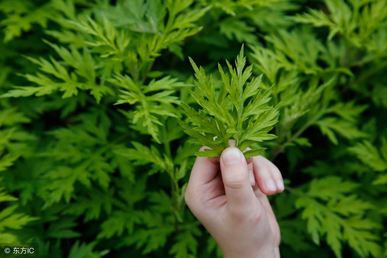 祛湿中药艾草,中医艾草治寒气