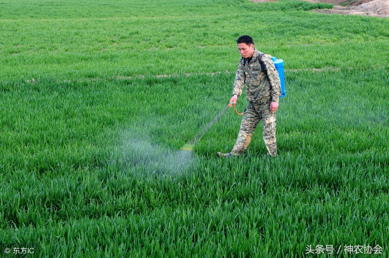 水稻田如何化学除草,水稻田人工除草视频